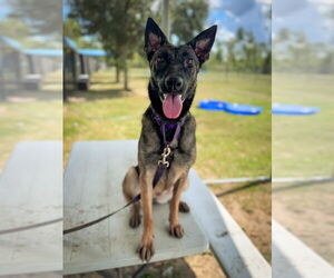 Mutt Dogs for adoption in Imlay City, MI, USA