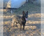 Small Photo #1 German Shepherd Dog Puppy For Sale in POWDER SPRINGS, GA, USA