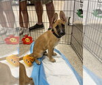 Small #9 Labrador Retriever Mix