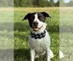 Small #3 American Staffordshire Terrier-Pointer Mix