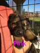 Small Photo #27 German Shepherd Dog Puppy For Sale in BROOKEVILLE, MD, USA