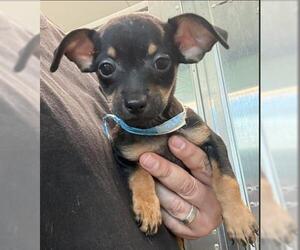 Chihuahua Dogs for adoption in San Martin, CA, USA