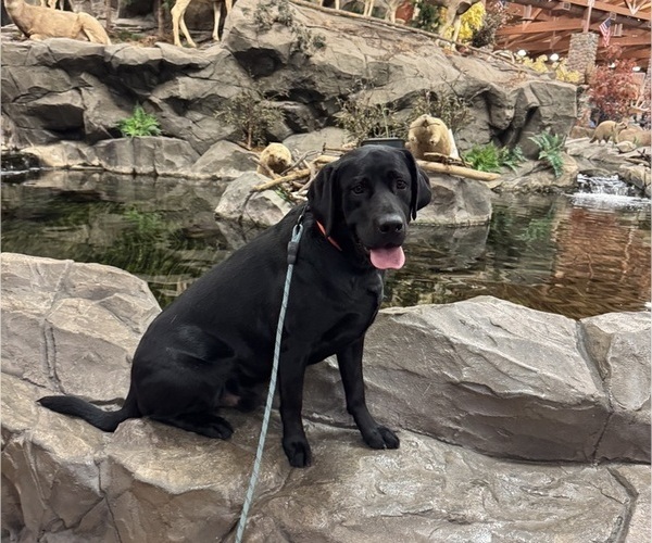 Medium Photo #1 Labrador Retriever Puppy For Sale in MONROE, MI, USA