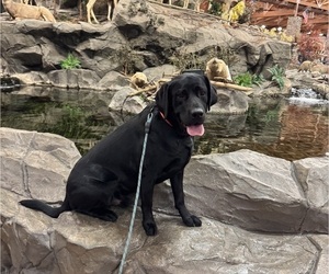 Father of the Labrador Retriever puppies born on 04/16/2025