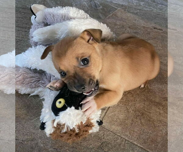 Medium Photo #2 Mountain Cur-Unknown Mix Puppy For Sale in Oakhurst, NJ, USA