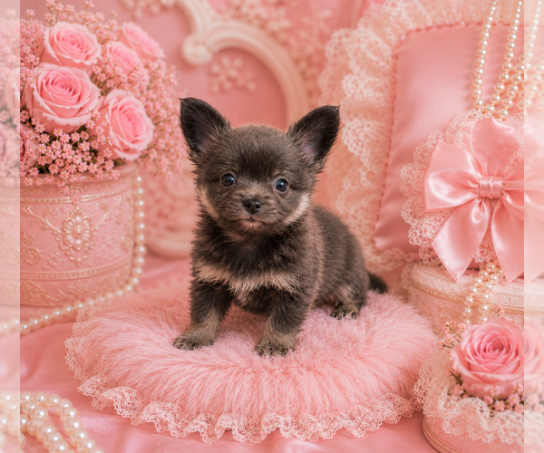Medium Photo #21 Chihuahua Puppy For Sale in TAMPA, FL, USA