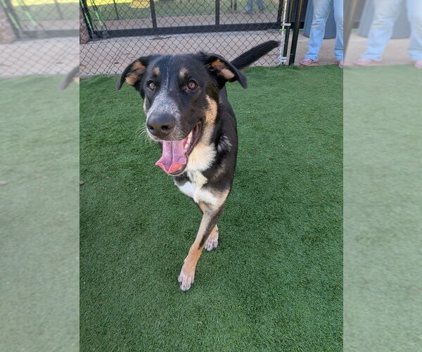 Medium Photo #2 Mutt Puppy For Sale in Vail, AZ, USA