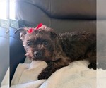 Small #1 Cairn Terrier