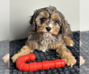 Cavapoo Puppy for sale in INDIANAPOLIS, IN, USA