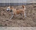 Small #5 Mutt