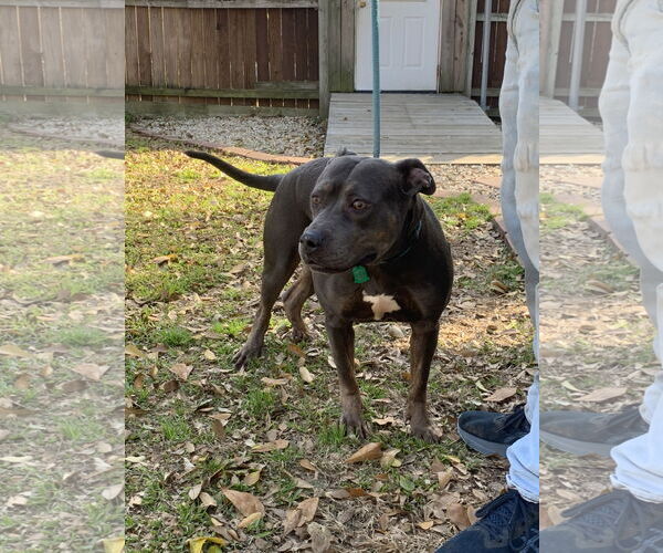 Medium Photo #8 American Pit Bull Terrier-Unknown Mix Puppy For Sale in Oakhurst, NJ, USA