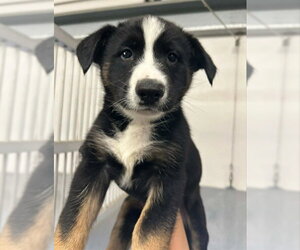 German Shepherd Dog-Unknown Mix Dogs for adoption in Stockton, CA, USA