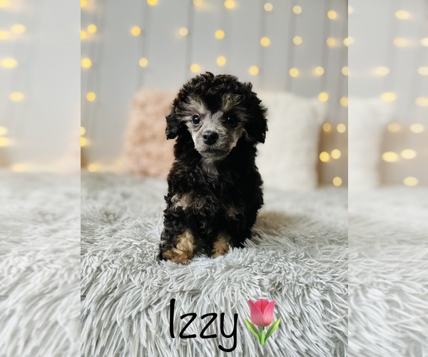 Medium Photo #7 Poodle (Toy) Puppy For Sale in COOKEVILLE, TN, USA