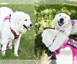 Great Pyrenees Dogs for adoption in Dallas, TX, USA