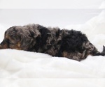 Small #37 Cockapoo