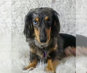 Mother of the Dachshund puppies born on 03/19/2022