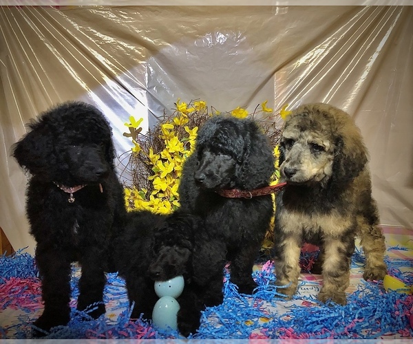 Medium Photo #1 Poodle (Standard) Puppy For Sale in ELKHART, TX, USA