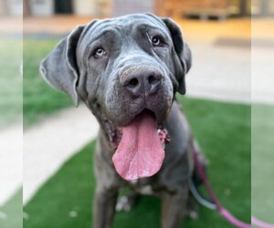 Mutt Dogs for adoption in Goodyear, AZ, USA