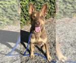Small Australian Kelpie