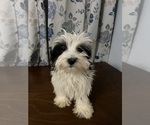 Small #12 Havanese