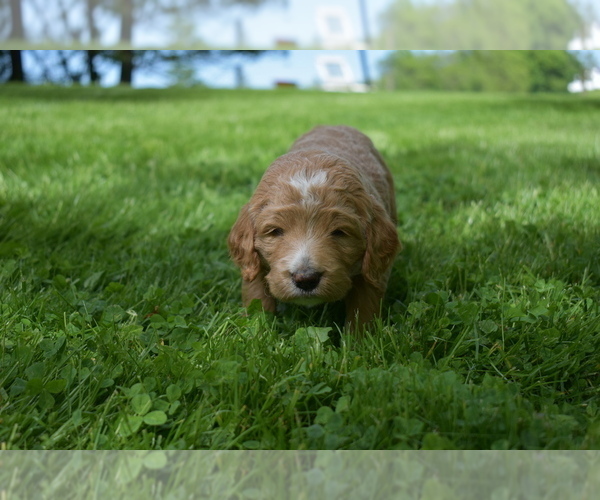 Medium Photo #1 Goldendoodle Puppy For Sale in MILLERSBURG, OH, USA