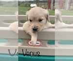 Small Photo #1 Golden Retriever Puppy For Sale in DEARBORN, MO, USA