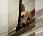 Small #119 Pomsky