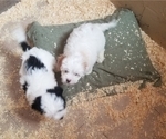 Small Photo #4 Cavaton Puppy For Sale in HENNIKER, NH, USA