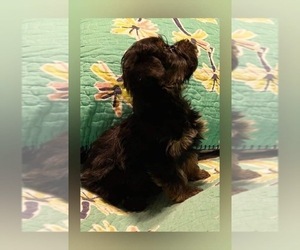 YorkiePoo Puppy for Sale in FORT WORTH, Texas USA