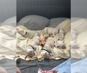 Boston Terrier Litter for sale in HAMDEN, CT, USA