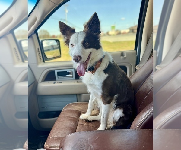 Medium Photo #1 Border Collie Puppy For Sale in MARYVILLE, TN, USA