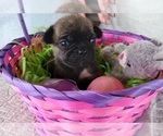 Small Photo #12 Buggs Puppy For Sale in WEST PLAINS, MO, USA
