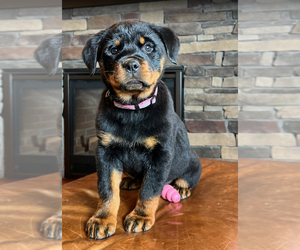 Rottweiler Puppy for Sale in NOBLESVILLE, Indiana USA