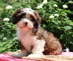 Cava-Tzu Puppy for Sale in THORP, Wisconsin USA