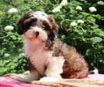 Small Cava-Tzu