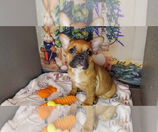 Medium Photo #1 French Bulldog Puppy For Sale in MARYVILLE, TN, USA
