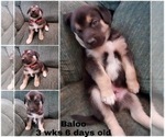 Small Photo #6 Beagle-Siberian Husky Mix Puppy For Sale in SPRINGFIELD, OR, USA