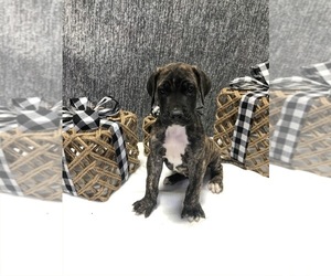Great Dane Puppy for sale in SEYMOUR, IN, USA