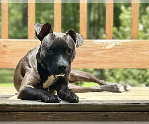 Medium Photo #2 Staffordshire Bull Terrier-Unknown Mix Puppy For Sale in Jefferson, NJ, USA