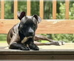 Small #1 Staffordshire Bull Terrier Mix