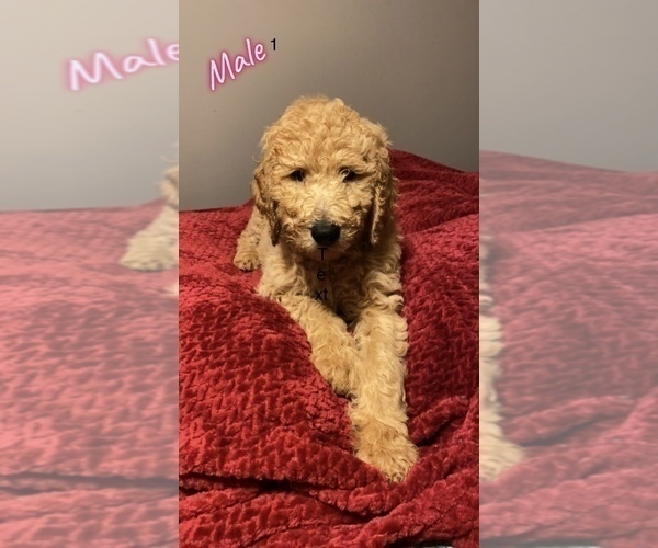 Medium Photo #3 Goldendoodle Puppy For Sale in NORTH VERNON, IN, USA