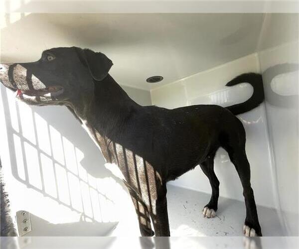 Medium Photo #1 American Pit Bull Terrier-Unknown Mix Puppy For Sale in Houston, TX, USA