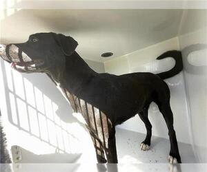 American Pit Bull Terrier-Unknown Mix Dogs for adoption in Houston, TX, USA