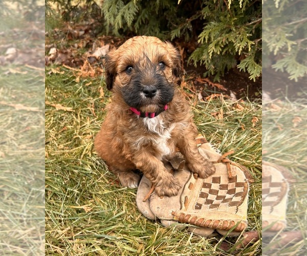 Medium Photo #3 Whoodle (Miniature) Puppy For Sale in MIDDLEBURY, IN, USA