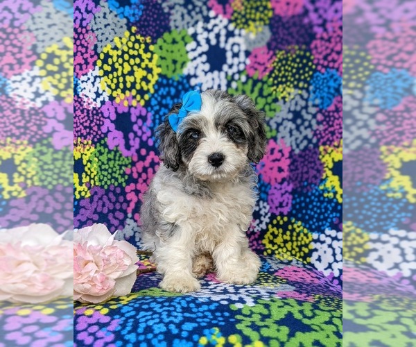 Medium Photo #8 Cavapoo Puppy For Sale in KINZERS, PA, USA