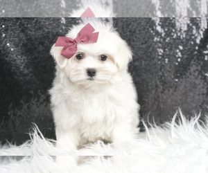 Maltese Puppy for sale in WARSAW, IN, USA