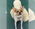 Small Boston Huahua