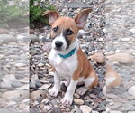 Small #3 Mountain Cur Mix
