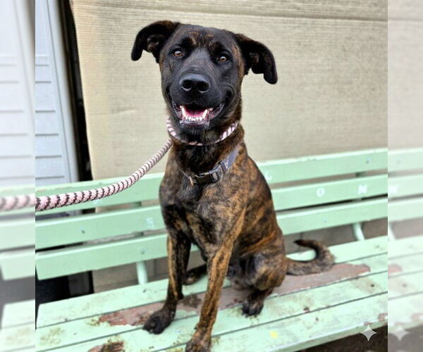 Medium Photo #2 Mastiff Puppy For Sale in Long Beach, CA, USA