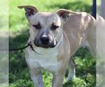 *RYAN - Male Mutt Dog for Adoption - Small photo